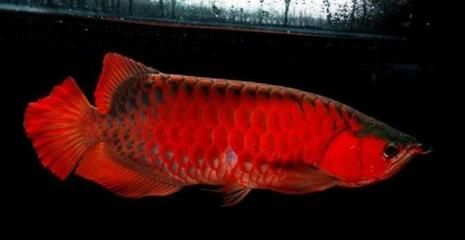 龍魚幾天不吃東西并且肚子外面有點紅正常嗎：龍魚幾天不吃東西并且肚子外面有點紅是否正常嗎