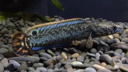 雷龍魚混養小魚（紅帝王雷龍魚混養小魚需要考慮到這些因素以及混養因素）