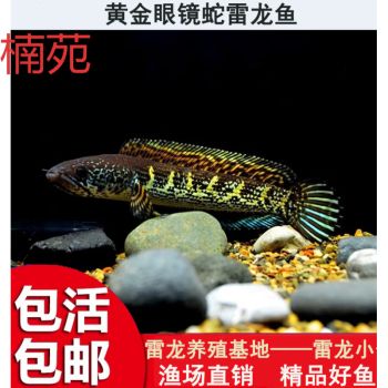 雷龍魚混養小魚（紅帝王雷龍魚混養小魚需要考慮到這些因素以及混養因素）
