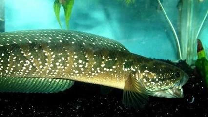 雷龍魚混養小魚（紅帝王雷龍魚混養小魚需要考慮到這些因素以及混養因素）