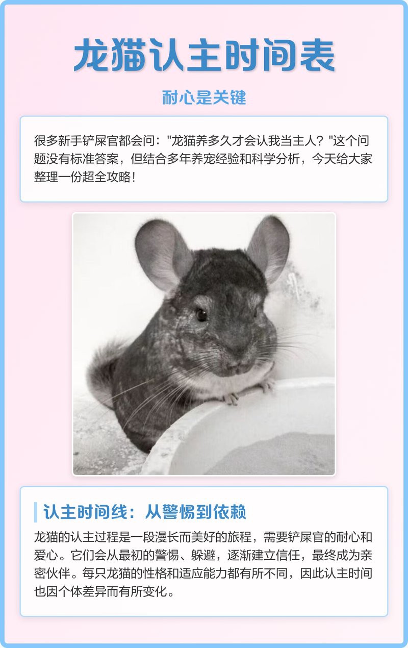 如何增加與龍貓的互動時(shí)間？