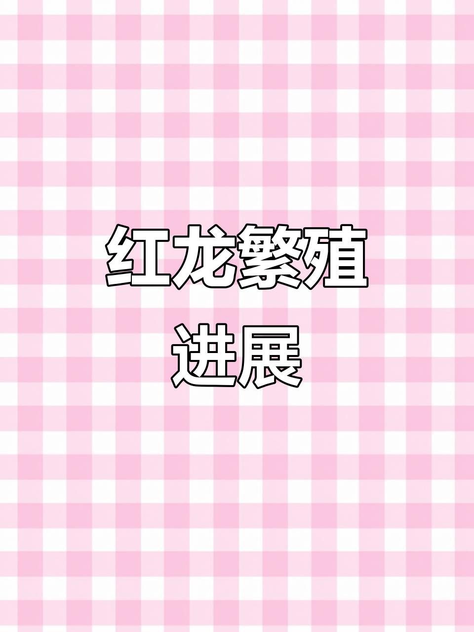 國內紅龍魚人工繁殖的進展如何？