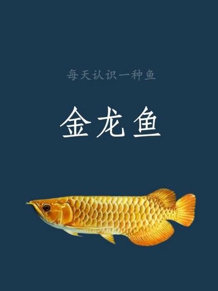 黃尾金龍魚為什么便宜 龍魚百科 第4張 黃尾金龍魚為什么便宜 黃尾金龍魚為什么便宜 龍魚百科 第4張