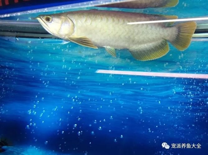 黃尾金龍魚為什么便宜 龍魚百科 第2張 黃尾金龍魚為什么便宜 黃尾金龍魚為什么便宜 龍魚百科 第2張