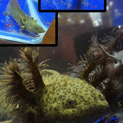 六角恐龍魚浮出水面，六角恐龍魚浮出水面可能由以下原因造成，六角恐龍魚水質檢測方法