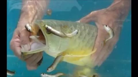 龍魚嘴撞爛怎么恢復快：龍魚嘴巴爛掉時，飼養(yǎng)者可以通過簡單的措施幫助它們恢復