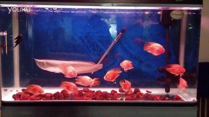我的虎魚真菌感染了要怎么處理 銀龍魚還能張大嘴(銀龍魚為什么會張大嘴?) 龍魚百科 銀龍魚還能張大嘴(銀龍魚為什么會張大嘴?) 銀龍魚還能張大嘴(銀龍魚為什么會張大嘴?) 龍魚百科
