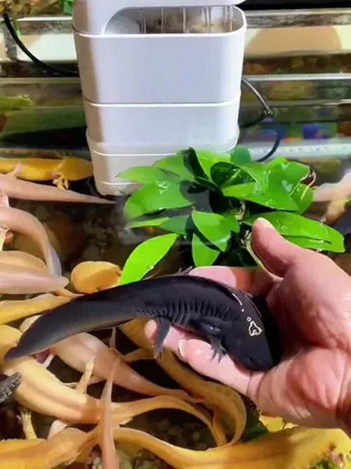 六角龍魚怎么養(yǎng)及喂養(yǎng)技巧圖片