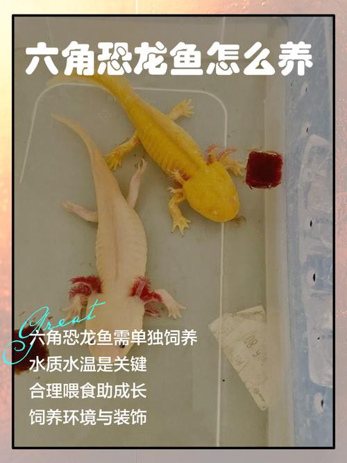 六角龍魚怎么養(yǎng)及喂養(yǎng)技巧圖片