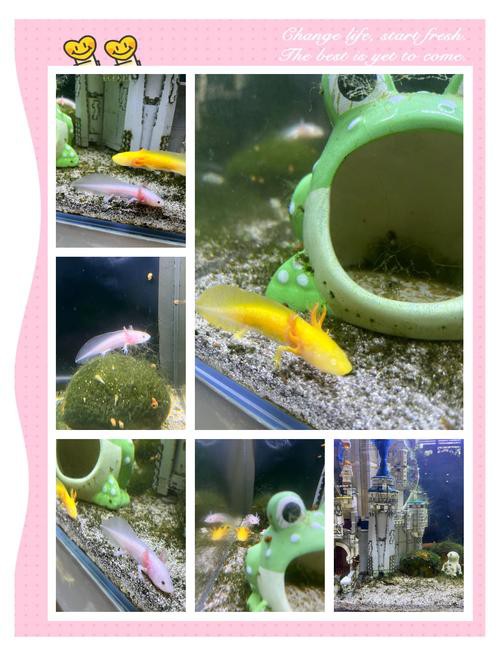 六角龍魚怎么養(yǎng)及喂養(yǎng)技巧圖片