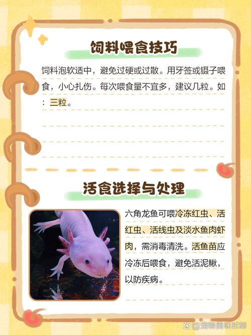 六角龍魚怎么養(yǎng)及喂養(yǎng)技巧圖片
