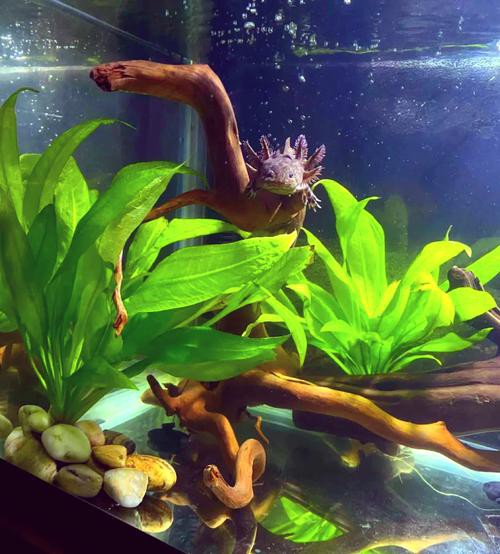 六角龍魚怎么養(yǎng)及喂養(yǎng)技巧圖片