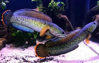 奶茶雷龍魚好養(yǎng)嗎怎么養(yǎng)：奶茶雷龍魚的飼養(yǎng)方式 奶茶雷龍魚好養(yǎng)嗎怎么養(yǎng)：奶茶雷龍魚的飼養(yǎng)方式 龍魚百科 第2張