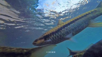 金黃色龍魚是什么品種的魚：關于金黃色龍魚的一些詳細信息