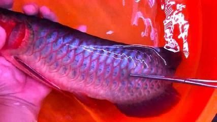 龍魚缸溫度多少要停食了：金龍魚適宜水溫范圍，龍魚低溫下的健康風險，如何穩定龍魚缸水溫