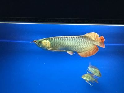 小龍魚(yú) 凌天：\"小龍魚(yú)凌天\"文學(xué)作品搜索結(jié)果