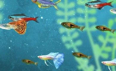 曼龍魚和麗麗魚能混養嗎（曼龍魚和麗麗魚可以混養）