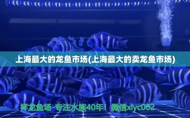 上海最大的賣龍魚市場叫什么（上海最大的賣龍魚市場）