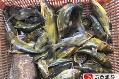 金龍魚好養(yǎng)嗎吃什么食物（如何判斷金龍魚是否健康）