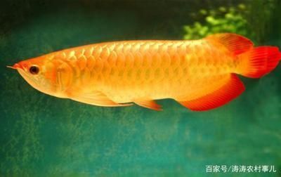 金龍魚好養(yǎng)嗎吃什么食物（如何判斷金龍魚是否健康）