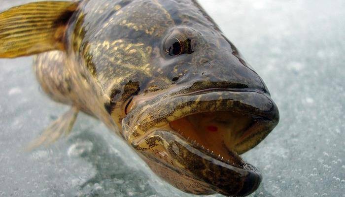 長春龍魚價格查詢網站大全 長春龍魚價格查詢網站大全 龍魚百科 第7張