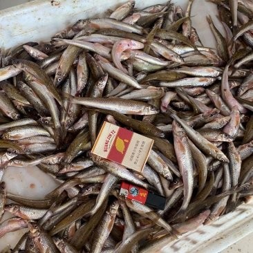 長春龍魚價格查詢網站大全 長春龍魚價格查詢網站大全 龍魚百科 第5張