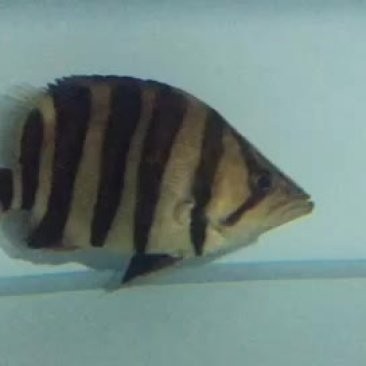 長春龍魚價格查詢網站大全 長春龍魚價格查詢網站大全 龍魚百科 第4張