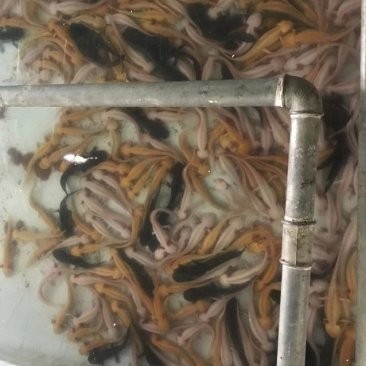 長春龍魚價格查詢網站大全 長春龍魚價格查詢網站大全 龍魚百科 第3張