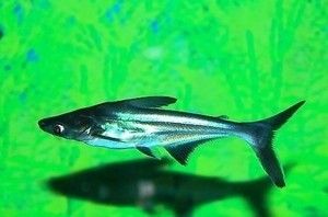金龍魚和藍鯊能混養嘛：金龍魚和藍鯊可以混養嗎