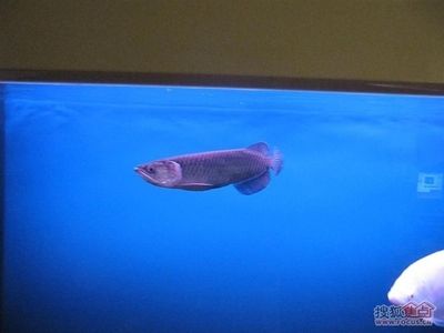 金龍魚和藍鯊能混養嘛：金龍魚和藍鯊可以混養嗎