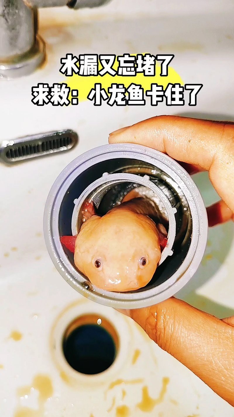 祥龍漁場的龍魚怎樣抓的到