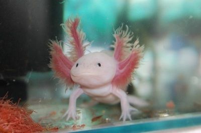 龍魚不吃食物好久嘴里吐綠色泡沫是什么病：龍魚不吃食物并吐綠色泡沫是什么原因