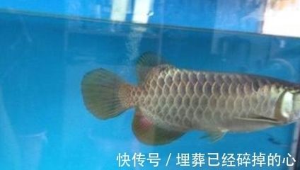 金龍魚蒙眼病有哪些表現：金龍魚蒙眼病有哪些癥狀， 金龍魚蒙眼病有哪些表現：金龍魚蒙眼病有哪些癥狀， 龍魚百科 第3張