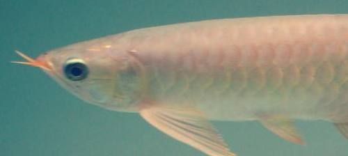 泰國虎魚（泰虎）批發：泰國虎魚批發市場