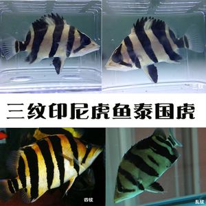 泰國虎魚（泰虎）批發：泰國虎魚批發市場