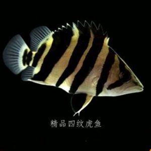 泰國虎魚（泰虎）批發：泰國虎魚批發市場
