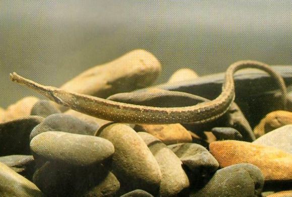 淡水海龍魚吃不吃小魚苗