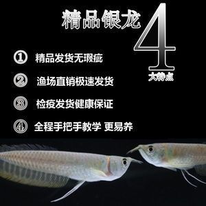 龍魚做檢疫多長時間：進口龍魚檢疫流程詳解，龍魚檢疫后適應新環境技巧 龍魚做檢疫多長時間：進口龍魚檢疫流程詳解，龍魚檢疫后適應新環境技巧 龍魚百科 第5張