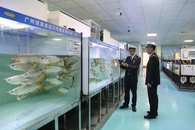 龍魚做檢疫多長時間：進口龍魚檢疫流程詳解，龍魚檢疫后適應新環境技巧 龍魚做檢疫多長時間：進口龍魚檢疫流程詳解，龍魚檢疫后適應新環境技巧 龍魚百科 第2張