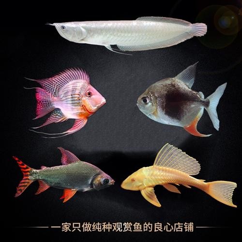 銀龍魚和虎魚能混養嗎圖片對比圖