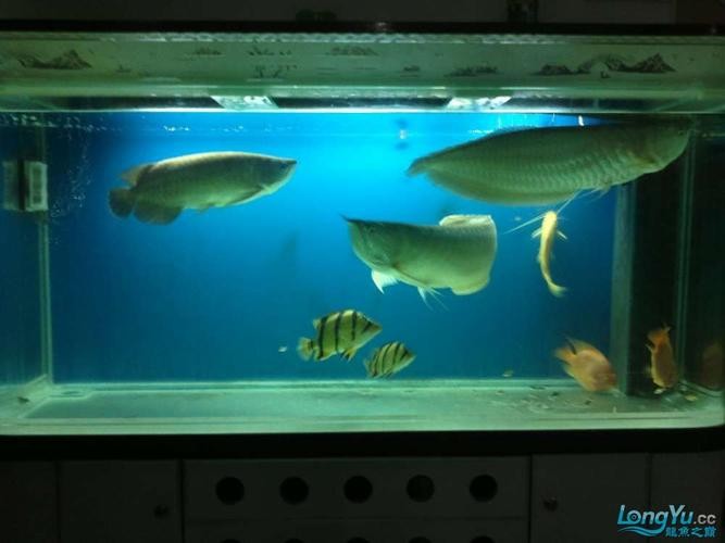 銀龍魚和虎魚能混養嗎圖片對比圖