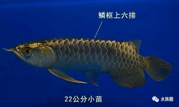 40公分龍魚鱗片掉了多久長好（40公分龍魚鱗片掉了多久能長好360問答） 40公分龍魚鱗片掉了多久長好（40公分龍魚鱗片掉了多久能長好360問答） 龍魚百科 第3張