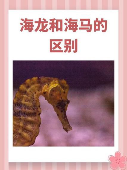 給我一張海龍和海馬的區別圖片 給我一張海龍和海馬的區別圖片 龍魚百科 第1張