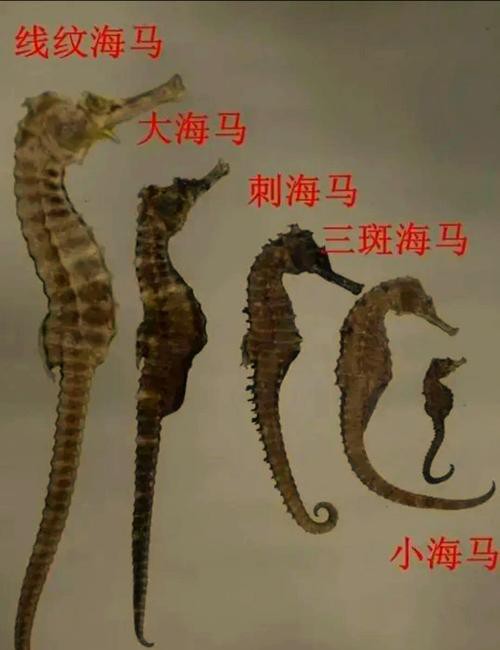 給我一張海龍和海馬的區別圖片 給我一張海龍和海馬的區別圖片 龍魚百科 第7張