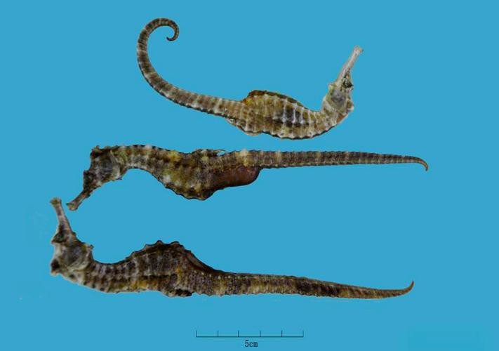 給我一張海龍和海馬的區別圖片 給我一張海龍和海馬的區別圖片 龍魚百科 第14張