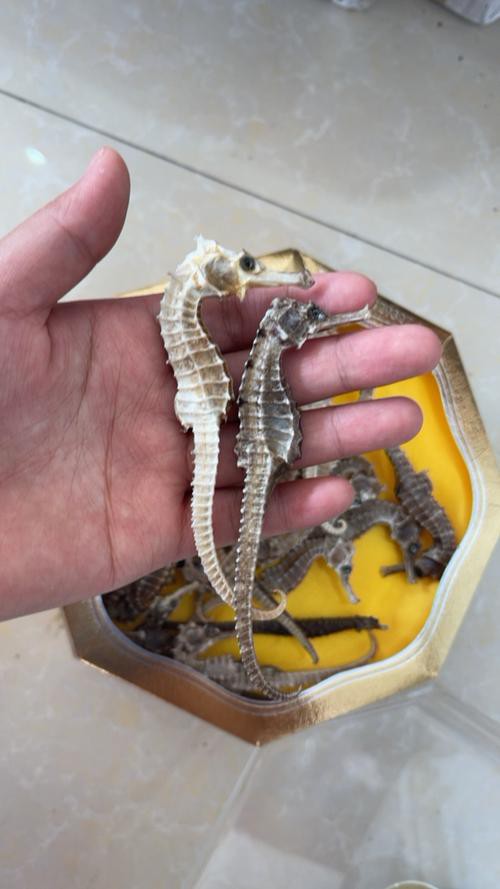 給我一張海龍和海馬的區別圖片 給我一張海龍和海馬的區別圖片 龍魚百科 第22張