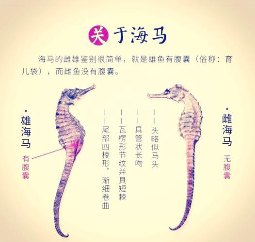 給我一張海龍和海馬的區別圖片 給我一張海龍和海馬的區別圖片 龍魚百科 第8張