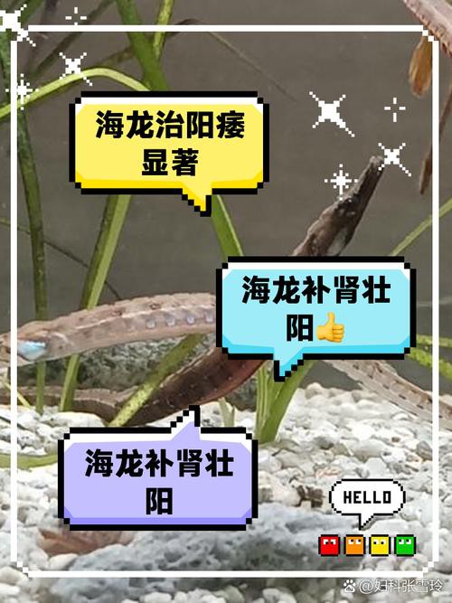 給我一張海龍和海馬的區別圖片 給我一張海龍和海馬的區別圖片 龍魚百科 第11張