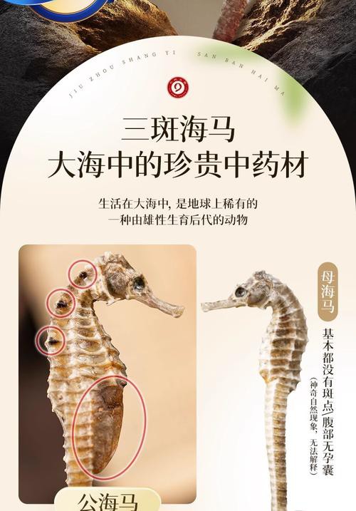 給我一張海龍和海馬的區別圖片 給我一張海龍和海馬的區別圖片 龍魚百科 第12張