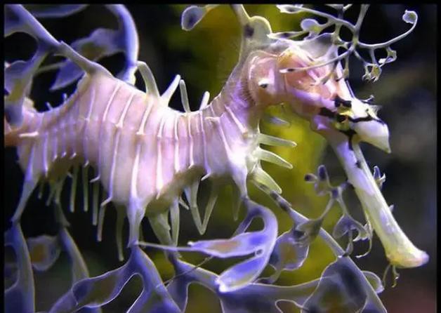 給我一張海龍和海馬的區別圖片 給我一張海龍和海馬的區別圖片 龍魚百科 第30張